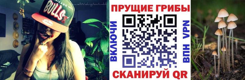Псилоцибиновые грибы Psilocybine cubensis  купить  цена  Торопец 